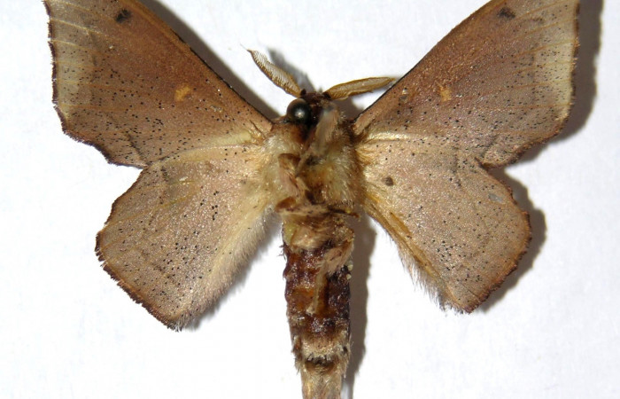 Fig. 11. Adulto <i>Druentica zikana</i> vista ventral, (macho) en alas extendidas mide 33 mm. Voucher 05-SRNP-31450-DHJ329957.