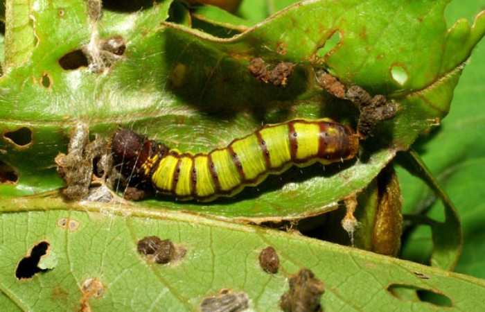 Fig. 2. Larva <i>Druentica zikana</i> vista dorsal entero, en penúltimo estadío mide de largo 19 mm. Colectada en Sector Pitilla. Voucher 07-SRNP-32884-DHJ433635.jpg.
