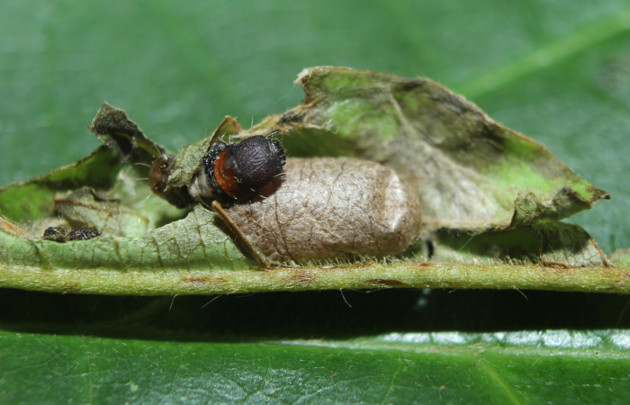 Fig. 12. Capullo de parásito Ichneumonidae, junto al cadáver de larva <i>Druentica zikana</i>.
Voucher 15-SRNP-71321-DHJ727721.jpg.