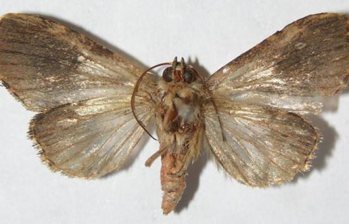 Figura 16. Adulto de <i>Closteromorpha reniplaga</i> , hembra (Noctuidae), vista ventral, localidad Bullas Estación Biológica Quica, Sector Pitilla ACG (440m. Voucher: 09-SRNP-71270-DHJ514869.jpg.