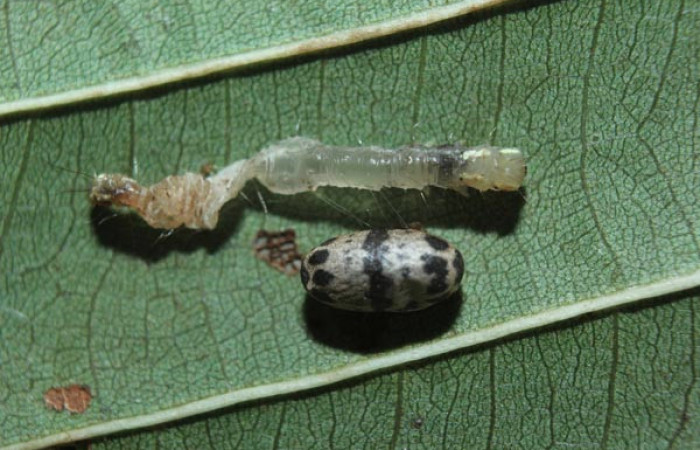 Figura 12. Capullo  (Ichneumonidae) see descriptiòn de <i>Closteromorpha modesta</i> (Noctuidae), localidad Quebradona Estación Biológica Quica, Sector Pitilla ACG (475m). Voucher: 14-SRNP-72172-DHJ726579.jpg.