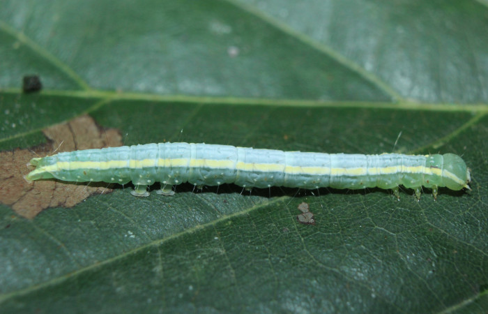 Figura 4. Larva <i>Closteromorpha modesta </i>(Noctuidae), en último estadío (U), vista lateral, localidad Medrano Estación Biológica Quica, Sector Pitilla ACG (380m). Voucher: 14-SRNP-72174-DHJ726588.jpg.
