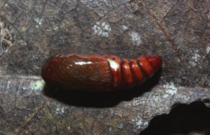 Figura 7. Pupa de <i>Closteromorpha modesta</i> (Noctuidae), vista lateral, localidad Medrano Estación Biológica Quica, Sector Pitilla ACG (380m). Voucher: 14-SRNP-72174-DHJ726598.jpg.