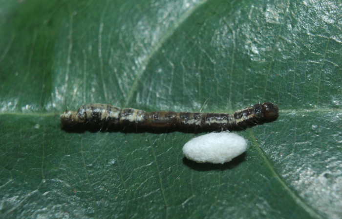 Figura 13. Capullo de parásito <i>Diolcogaster</i> Choi125 (Braconidae), que ataca <i>Closteromorpha modesta</i> (Noctuidae), localidad Medrano Estación Biológica Quica, Sector Pitilla (ACG) (380m). Voucher: 14-SRNP-72191-DHJ726655.jpg.