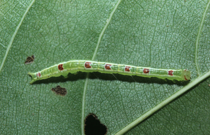 Figura 3. Larva <i>Closteromorpha modesta</i> (Noctuidae), en penúltimo estadío (PU), vista dorsal, localidad Medrano Estación Biológica Quica, Sector Pitilla ACG (380m). Voucher: 14-SRNP-72192-DHJ726659.jpg.