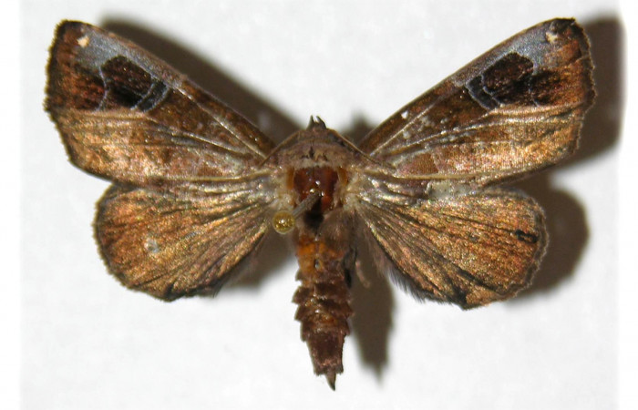 Figura 8. Adulto de <i>Closteromorpha modesta</i>, macho (Noctuidae), vista dorsal, localidad Laguna Agua Buena, Sector El Hacha ACG (220m. Voucher:96-SRNP-11656-DHJ313098.jpg.