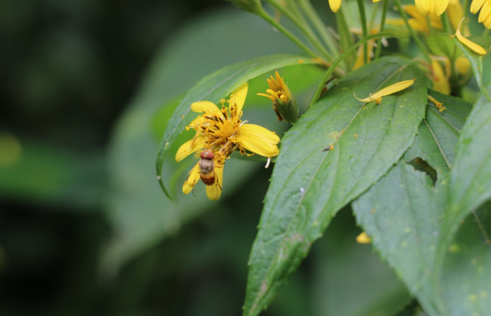 Figura. 10 Inflorescencia vista de frente,  <i>Lasianthaea fruticosa</i>, (Asteraceae), polinizada por una mosca. Area de Conservación Guanacaste, Sector Rincón Rain Forest, Estación Leiva, Sendero Selva, (elevación 491 metros), colectada el 5 noviembre 2021. Foto. Jorge Hernández.