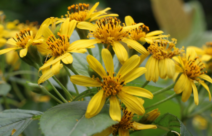 Figura. 14 Inflorescencia en racimo <i>Lasianthaea fruticosa</i>, (Asteraceae). Area de Conservación Guanacaste, Sector Rincón Rain Forest, Estación Leiva, Sendero Selva, (elevación 491 metros), colectada el 5 noviembre 2021. Foto. Jorge Hernández.