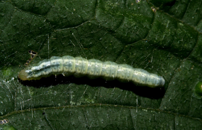 Figura. 15 Larva <i>Conchylodes</i> BioLep10, (Crambidae), posición dorsal entero, alimentándose en <i>Lasianthaea fruticosa</i>, (Asteraceae). (10-SRNP-40630-DHJ473731.JPG).