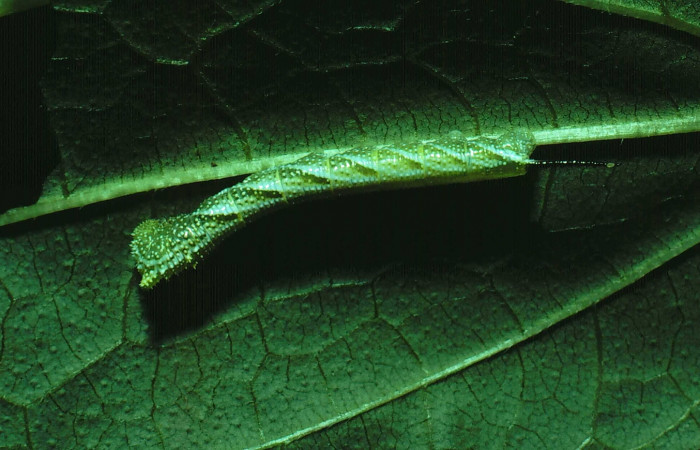 Figura. 17 Larva <i>Manduca muscosa</i>, (Sphingidae), posición dorsal entero, alimentándose en <i>Lasianthaea fruticosa</i>, (Asteraceae). (81-SRNP-508-DHJ2676.jpg).