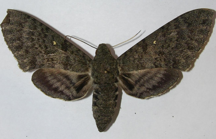 Figura. 18 Adulto  <i>Manduca muscosa</i>, (Sphingidae), posición vista dorsal. (10-SRNP-12976-DHJ543740).