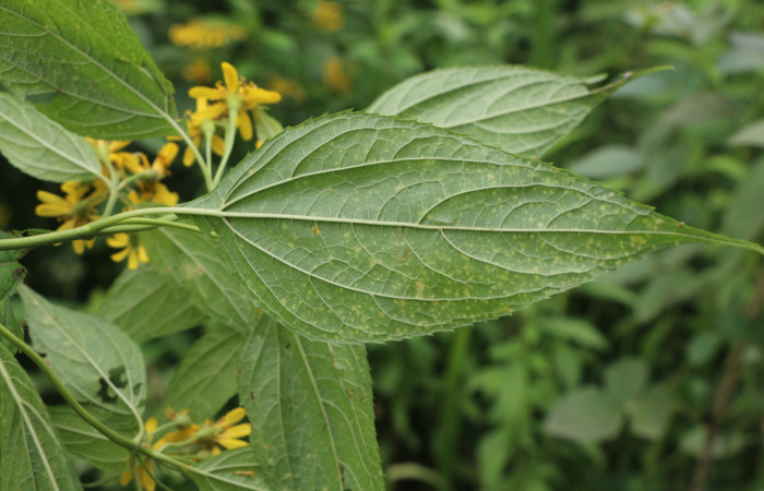 Figura. 3 Hoja envés <i>Lasianthaea fruticosa</i>, (Asteraceae). Area de Conservación Guanacaste, Sector Rincón Rain Forest, Estación Leiva, Sendero Selva, (elevación 491 metros), colectada el 5  noviembre 2021. Foto, Jorge Hernández.
