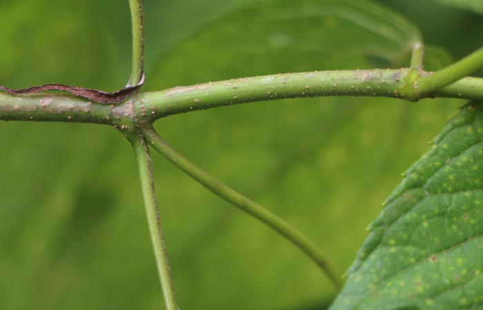 Figura. 5 Tallo <i>Lasianthaea fruticosa</i>, (Asteraceae). Area de Conservación Guanacaste, Sector Rincón Rain Forest, Estación Leiva, Sendero Selva, (elevación 491 metros), colectada el 5  noviembre 2021. Foto. Jorge Hernández