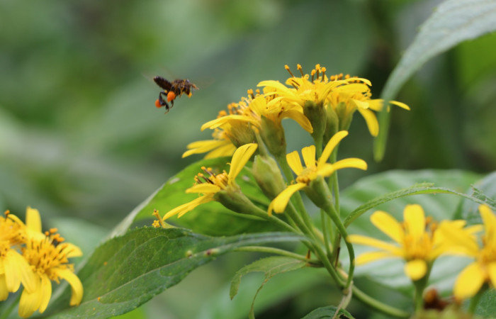Figura. 6 Inflorescencia  vista lateral <i>Lasianthaea fruticosa</i>, (Asteraceae) y su agente polinizador. Area de Conservación Guanacaste, Sector Rincón Rain Forest, Estación Leiva, Sendero Selva, (elevación 491 metros), colectada el 5 noviembre 2021. Foto. Jorge Hernández.