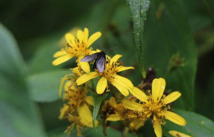 Figura. 8 Inflorescencia vista de frente,  <i>Lasianthaea fruticosa</i>, (Asteraceae), polinizada por una avispa. Area de Conservación Guanacaste, Sector Rincón Rain Forest, Estación Leiva, Sendero Selva, (elevación 491 metros), colectada el 5 noviembre 2021. Foto. Jorge Hernández.