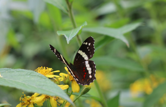 Figura. 9 Inflorescencia vista de frente,  <i>Lasianthaea fruticosa</i>, (Asteraceae), polinizada por una mariposa. Area de Conservación Guanacaste, Sector Rincón Rain Forest, Estación Leiva, Sendero Selva, (elevación 491 metros), colectada el 5 noviembre 2021. Foto. Jorge Hernández.