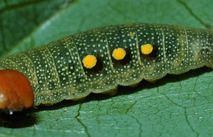 Figura 10. Lateral entero <i>Venada cacao</i>, (Hesperiidae), en la planta <i>Persea americana</i>  (introducido),(Lauraceae). Sector Cacao, Sendero Derrumbe, (elevación 1220 metros). Colectada 26 abril 1999. (99-SRNP-552-DHJ50174.jpg).