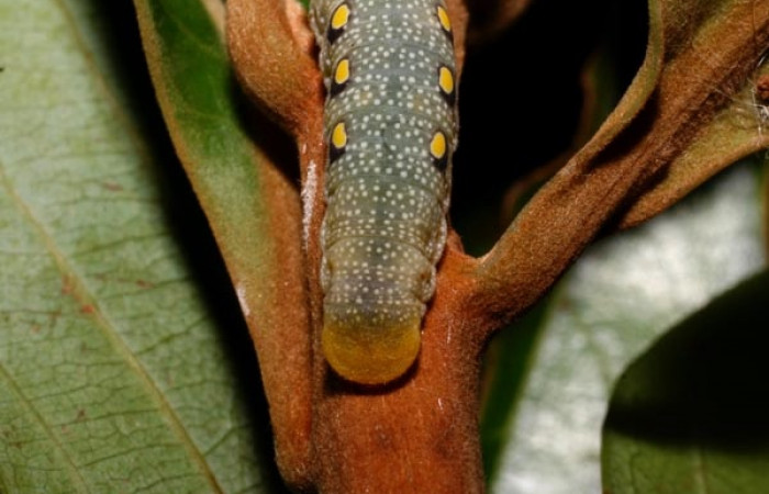 Figura 11. Parte posterior <i>Venada cacao</i>, (Hesperiidae), en la planta <i>Ocotea hartshorniana</i> (Lauraceae). Sector Cacao, Naranjales, (elevación 1030 metros). Colectada 6 mayo 2011. (11-SRNP-35330-DHJ496897.jpg).