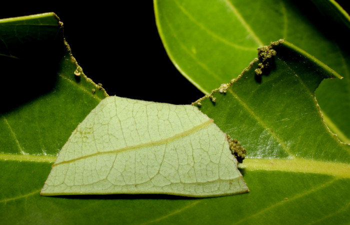 Figura 1. Casita de la larva <i>Venada cacao</i>, (Hesperiidae), en la planta <i>Ocotea hartshorniana</i> (Lauraceae). Sector Cacao, Naranjales, (elevación 1030 metros). Colectada 12 julio 2010. (10-SRNP-35080-DHJ472246.jpg).