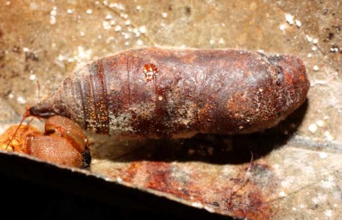 Figura 21. Pupa <i>Venada cacao</i>, (Hesperiidae), dorsal entero. (11-SRNP-35373-DHJ497015.jpg).