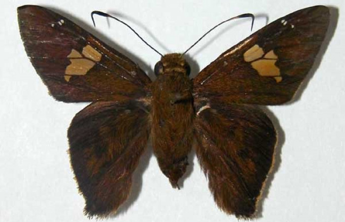 Figura 24. Adulto <i>Venada daneva</i> (Hesperiidae), posición vista dorsal (macho).(02-SRNP-20143-DHJ34666).