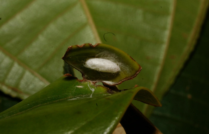 Figura 26. Capullo <i>Apanteles</i> Rodriguez79 (Braconidae),parásito en la larva <i>Venada cacao</i>, en la planta <i>Ocotea hartshorniana</i> (Lauraceae). (11-SRNP-35343-DHJ496971.jpg).
