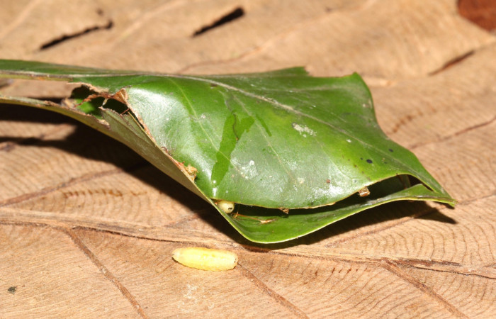 Figura 27. Pupario <i>Patelloa</i> xanthuraDHJ04 (Tachinidae) en prepupa, parásito en la larva <i>Venada daneva</i> en la planta <i>Beilschmiedia costaricensis</i> (Lauraceae). (17-SRNP-32378-DHJ740654.jpg).