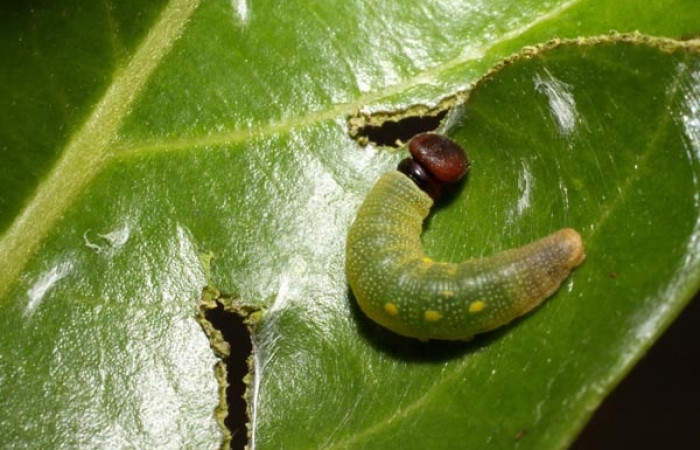 Figura 2. Dorsal central <i>Venada cacao</i>, (Hesperiidae), en la planta <i>Ocotea hartshorniana</i> (Lauraceae). Sector Cacao, Naranjales, (elevación 1030 metros). Colectada 12 julio 2010. (10-SRNP-35080-DHJ472252.jpg).