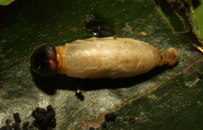 Figura 30. Capullo <i>Hyposoter</i> Janzen32 (Ichneumonidae), parásito en la larva <i>Venada daneva</i> en la planta <i>Persea schiedeana</i>, (Lauraceae). (16-SRNP-30539-DHJ729705.jpg).