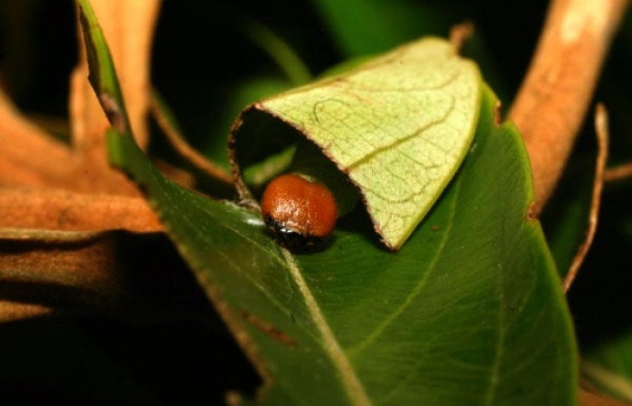 Figura 4. Casita de la larva <i>Venada cacao</i>, (Hesperiidae), en la planta <i>Ocotea hartshorniana</i> (Lauraceae). Sector Cacao, Naranjales, (elevación 1030 metros). Colectada 6 mayo 2011. (11-SRNP-35331-DHJ496923.jpg).