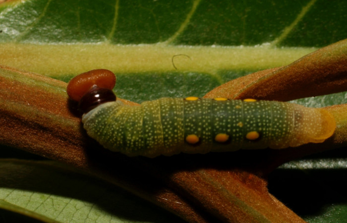 Figura 5. Dorsal entero <i>Venada cacao</i>, (Hesperiidae), en la planta <i>Ocotea hartshorniana</i> (Lauraceae). Sector Cacao, Naranjales, (elevación 1030 metros). Colectada 20 mayo 2011. (11-SRNP-35377-DHJ497044.jpg).