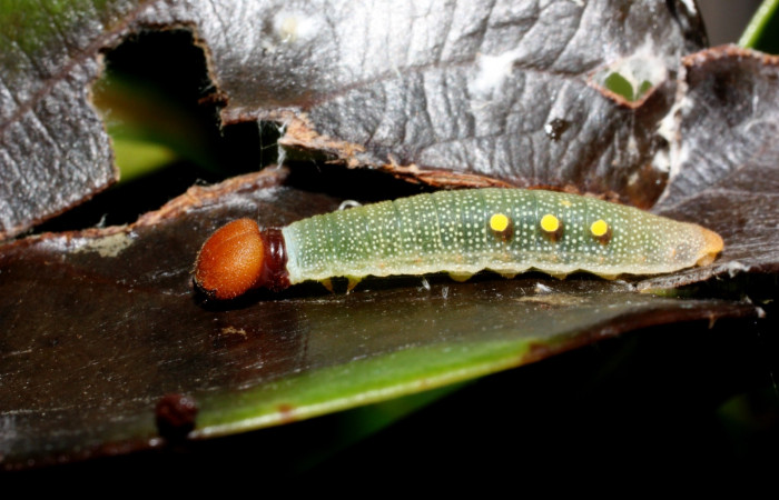 Figura 6. Lateral entero <i>Venada cacao</i>, (Hesperiidae), en la planta <i>Ocotea hartshorniana</i> (Lauraceae). Sector Cacao, Naranjales, (elevación 1030 metros). Colectada 16 mayo 2011. (11-SRNP-35344-DHJ496974.jpg).