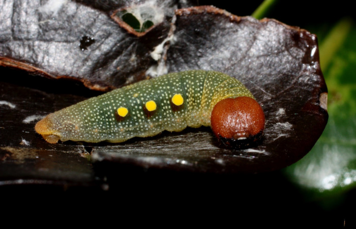 Figura 8. Cabeza <i>Venada cacao</i>, (Hesperiidae), en la planta <i>Ocotea hartshorniana</i> (Lauraceae). Sector Cacao, Naranjales, (elevación 1030 metros). Colectada 16 mayo 2011.(11-SRNP-35331-DHJ496924.jpg).
