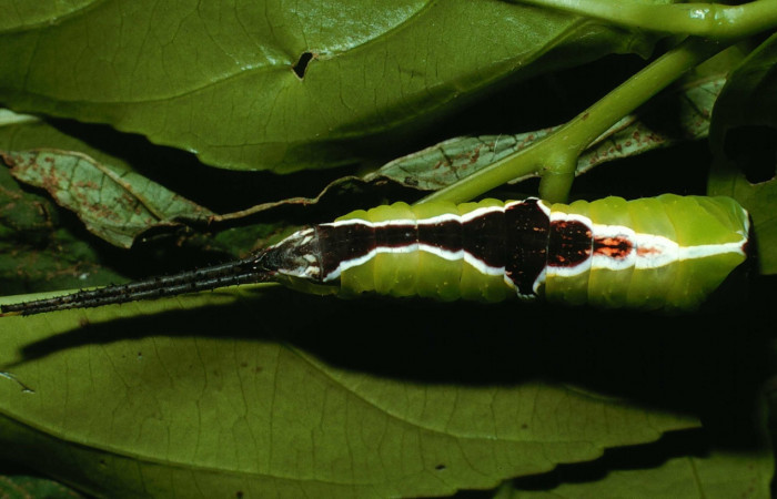 Fig. 6. Vista dorsal larva de  <i>Tecmessa rarata</i> (Notodontidae), comiendo <i>Xylosma chlorantha</i> (Salicaceae). Voucher: 02-SRNP-24403-DHJ70806.