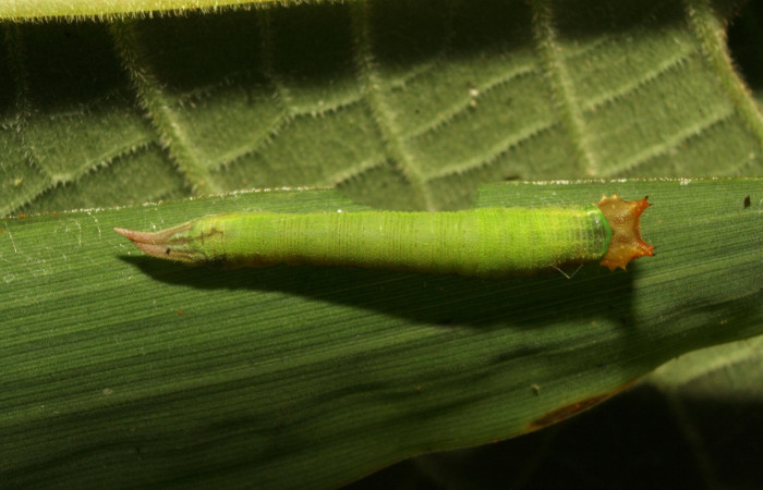 
Figura 3. Larva <i>Taygetomorpha salvini</i>, Nymphalidae, tercer estadio posición dorsal, planta hospedera Rhipidocladum racemiflorum (Poaceae). Mide 15 mm aproximadamente. Voucher: 11-SRNP-33490-DHJ484954.jpg.