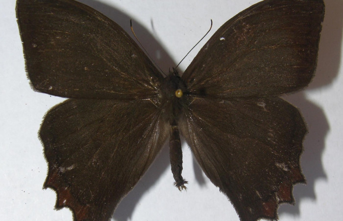 
Figura 14. Adulto <i>Taygetomorpha salvini</i>, Nymphalidae, posición dorsal, Mide 54 mm aproximadamente. 11-SRNP-33490- DHJ556244.