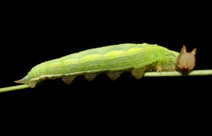 Figura 4. Larva <i>Taygetomorpha salvini</i>, Nymphalidae, cuarto estadio posición lateral, planta hospedera Rhipidocladum racemiflorum (Poaceae). Mide 35 mm aproximadamente. Voucher: 11-SRNP-65595-DHJ497463.jpg.