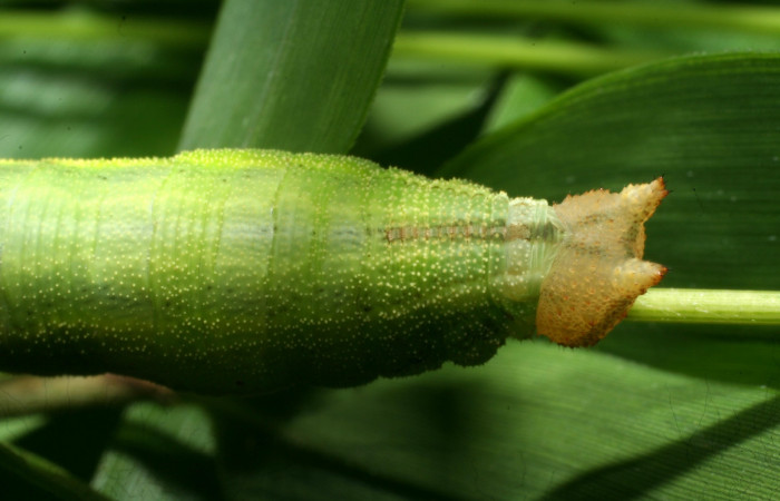 Figura 6. Larva <i>Taygetomorpha salvini</i>, Nymphalidae, cuarto estadio posición dorsal cabeza, planta hospedera Rhipidocladum racemiflorum (Poaceae). Mide 35 mm aproximadamente. Voucher: 11-SRNP-65595-DHJ497466.jpg.