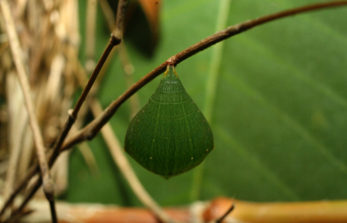 Figura 13. Estado de pupa <i>Taygetomorpha salvini</i>, Nymphalidae, posición lateral, en larva su planta hospedera Rhipidocladum racemiflorum (Poaceae). Mide 14 mm aproximadamente. Voucher: 12-SRNP-70392-DHJ495088.jpg.