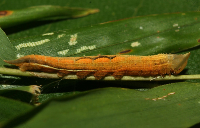 Figura 7. Larva <i>Taygetomorpha salvini</i>, Nymphalidae, último estadio posición lateral, planta hospedera Rhipidocladum racemiflorum (Poaceae). Mide 37 mm aproximadamente. Voucher: 12-SRNP-71988-DHJ495738.jpg.