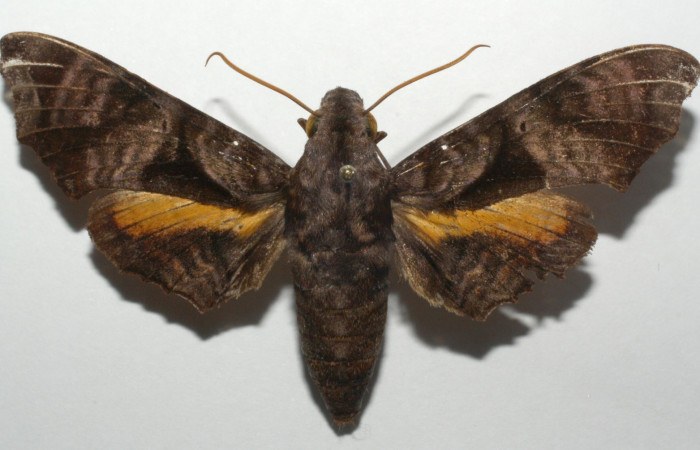 Fig.01. Adulto de <i>Nyceryx eximia</i> (Sphingidae), vista dorsal, 61mm de envergadura, Voucher: 17-SRNP-100906-DHJ693885.jpg.