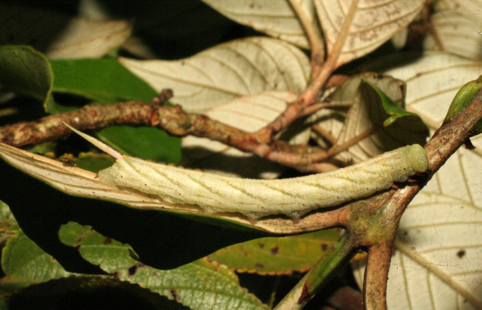 Fig.02. Larva de <i>Nyceryx eximia</i> (Sphingidae), 45mm de longitud, penúltimo estadío. Vista lateral. Voucher: 18-SRNP-35958-DHJ769267.jpg.