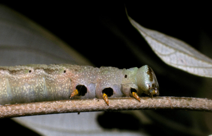 Fig.03. Larva de <i>Nyceryx eximia</i> (Sphingidae), 50mm de longitud, último estadío. Vista lateral del tórax. Voucher: 04-SRNP-35658-DHJ86816.jpg.