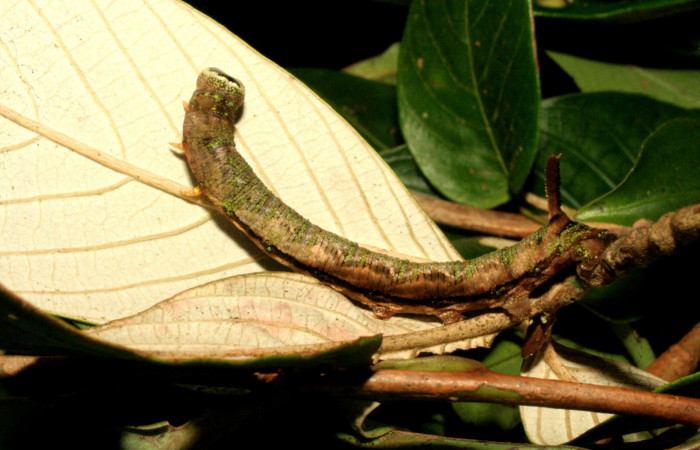 Fig.04. Larva de <i>Nyceryx eximia</i> (Sphingidae), 60mm de longitud, último estadío. Vista lateral del tórax. Voucher: 18-SRNP-35958-DHJ769361.jpg.