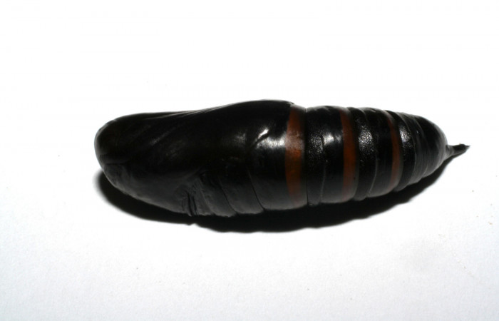 Fig.06. Pupa de <i>Nyceryx eximia</i> (Sphingidae), 38mm de longitud. Vista lateral. Voucher: 05-SRNP-35542-DHJ406488.jpg.