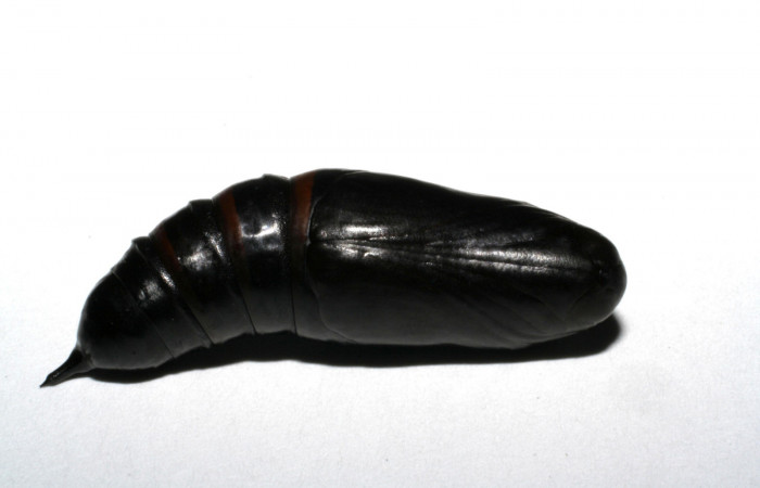 Fig.07. Pupa de <i>Nyceryx eximia</i> (Sphingidae), 38mm de longitud. Vista ventral. Voucher: 05-SRNP-35542-DHJ406486.jpg.