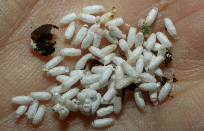 Fig.08. Capullos de Braconidae <i>Cotesia</i>] Whitfield29, parásitos de una larva de <i>Nyceryx eximia</i> (Sphingidae). Voucher: 07-SRNP-45281-DHJ461848.jpg.