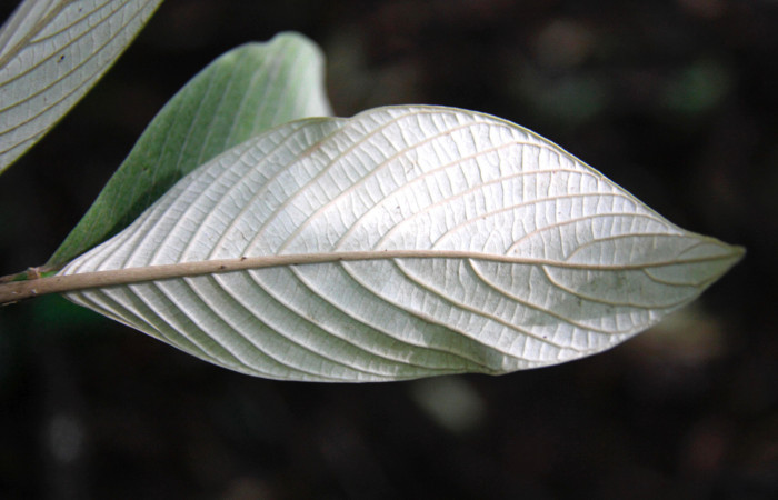 Fig.09. Hoja de <i>Arachnothryx buddleioides</i> (Rubiaceae), coloración característica de follaje nuevo o brote visto por debajo (envés), planta hospedera de <i>Nyceryx eximia</i> (Sphingidae).