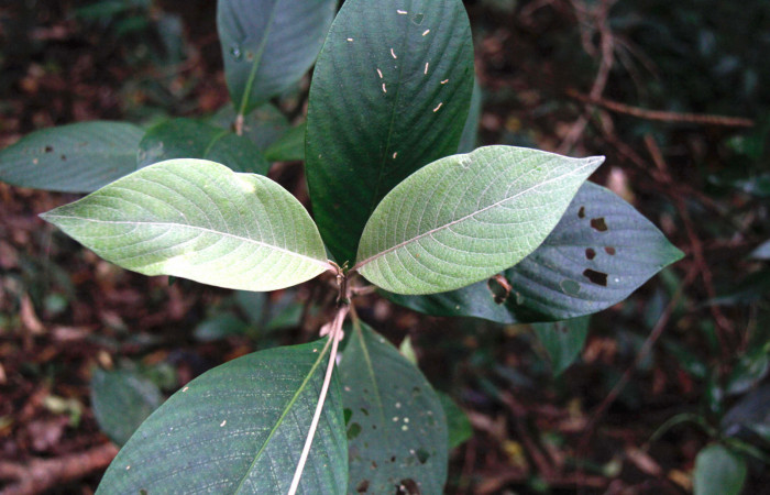 Fig.10. Follaje de <i>Arachnothryx buddleioides</i> (Rubiaceae), contraste entre follaje nuevo y viejo, planta hospedera de <i>Nyceryx eximia</i> (Sphingidae).