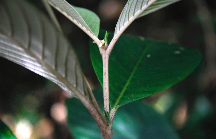 Fig.11. Follaje de <i>Arachnothryx buddleioides</i> (Rubiaceae), acercamiento lateral de ramita terminal y yema de crecimiento, planta hospedera de <i>Nyceryx eximia</i> (Sphingidae).